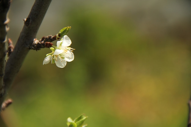 profundidad de campo campo de flores blancas bajo la luz del día de la temporada de verano