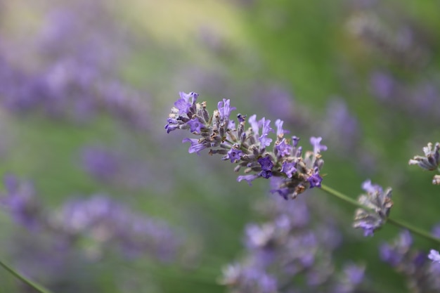 profundidad de campo flor de lavanda en el jardín