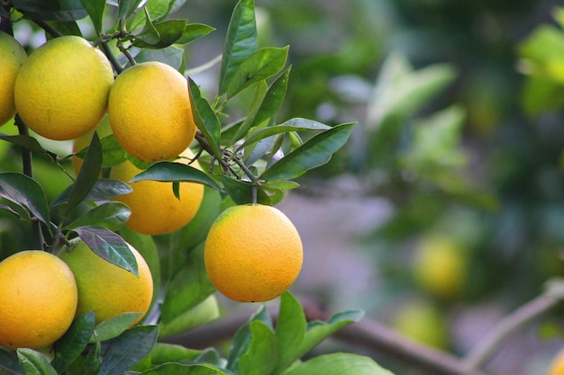 profundidad de campo frutas de naranja en la rama de un árbol en medio de la naturaleza