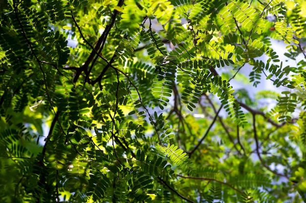 Profundidade de campo do tamarindo do rio Leucaena leucocephala folhas verdes com fundo bokeh