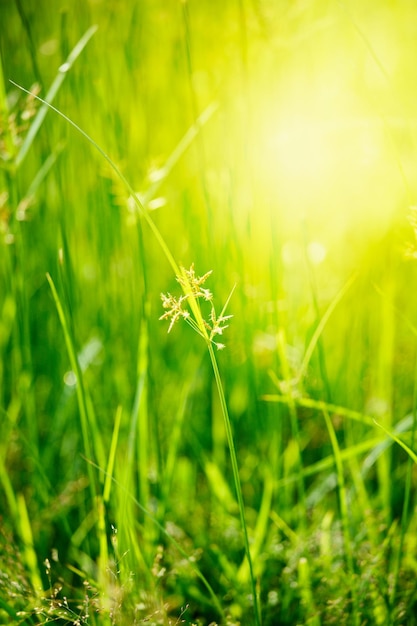 Profundidade de campo rasa da grama verde