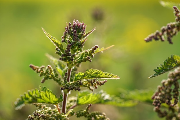 Profundidade rasa da foto de campo, apenas algumas flores em foco, planta de urtiga jovem (Urtica dioica), com fundo desfocado