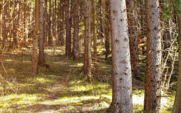 Profundidade rasa da foto de campo - apenas troncos de árvore dianteiros em foco, floresta em dia quente de primavera, sol brilha de lado.