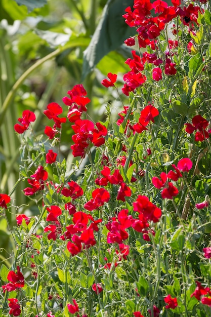 Una profusión de flores rojas de Sweet Pea que florecen al sol