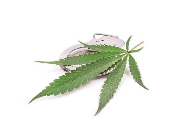 Prohibir el cultivo ilegal de marihuana, esposas y hojas de cannabis.