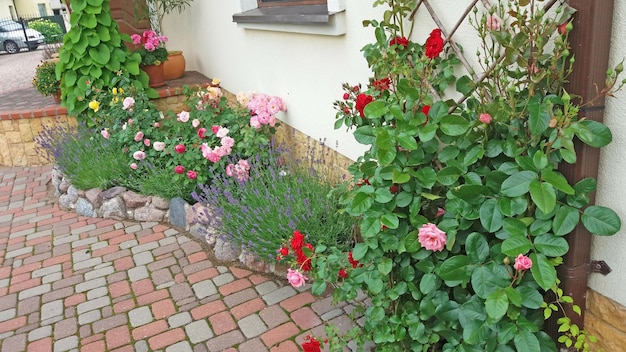 Projeto do jardim Canteiro de flores com rosas florescentes e lavanda na frente da casa