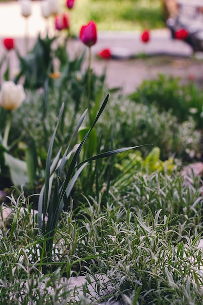 Projeto paisagístico de um canteiro de flores de jardim: um dia ensolarado de primavera, plantas em casa ao sol, lindo projeto de jardim de primavera