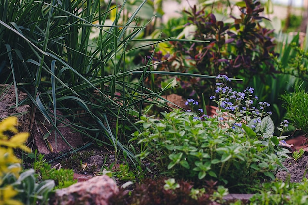 Projeto paisagístico de um canteiro de flores de jardim: um dia ensolarado de primavera, plantas em casa ao sol, lindo projeto de jardim de primavera