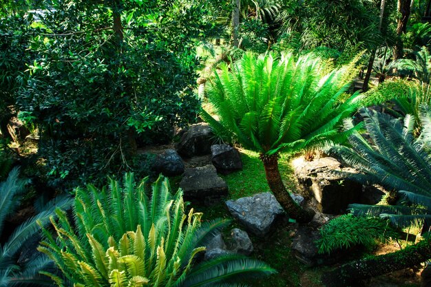 Projeto paisagístico em um jardim tropical