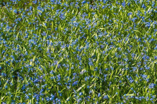 Proleska o Scylla - campanilla azul, las primeras flores de primavera. Hermosa flor azul. Flores de Scylla en el fondo de la naturaleza.