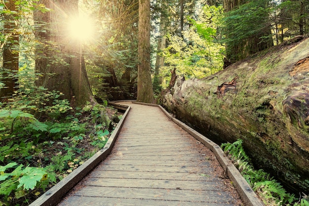 Promenade im Wald