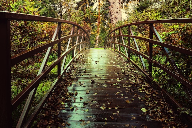 Promenade im Wald