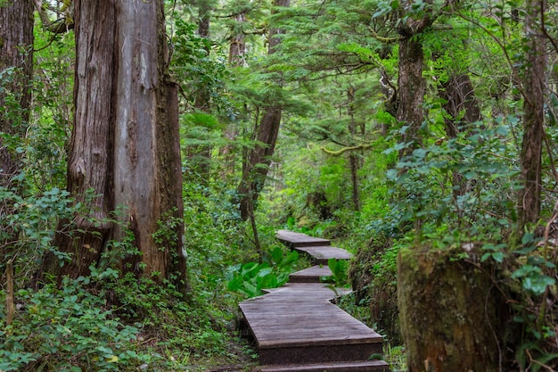 Promenade im Wald