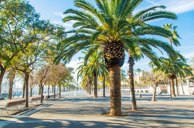 Promenade in der Stadt Barcelona. Selektiver Fokus.