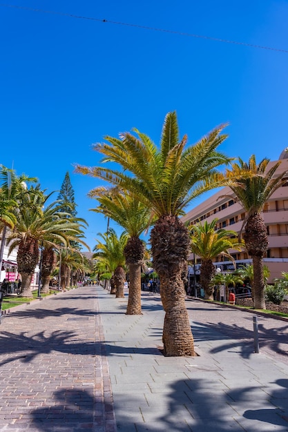 Promenade mit Palmen in Los Cristianos im Süden von Teneriffa Kanarische Inseln