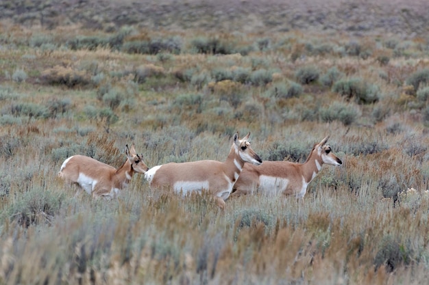 Pronghorn Antilocapra Americana im Yellowstone-Nationalpark