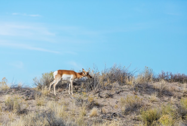 Pronghorn Antilope in der amerikanischen Prärie, USA
