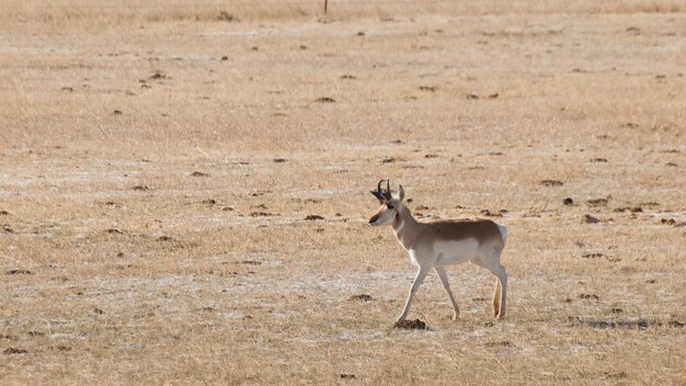 Pronghorn pastando em planícies abertas de fort collins, colorado.