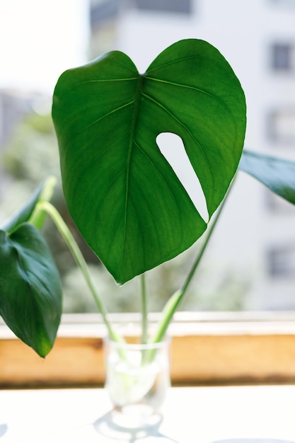 Propagação da planta de queijo suíço Philodendron Monstera em água