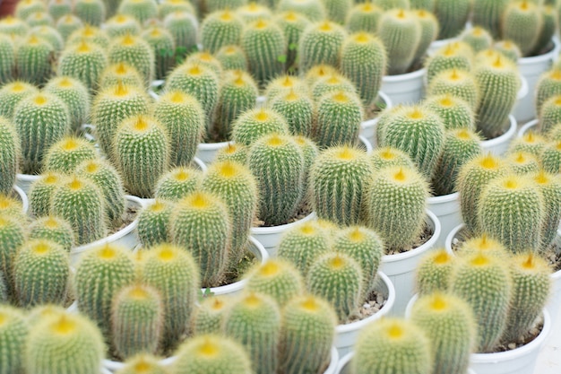 Propagação de cactos em vasos