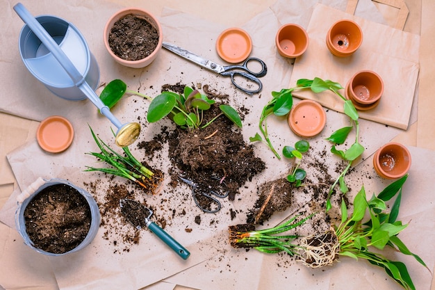 Propagação de plantas e conceito de planta de casa de replantio com solo de vasos de flores e ferramentas de jardinagem