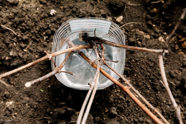 Propagação de uvas por estacas. técnicas de jardinagem doméstica para novas vinhas.