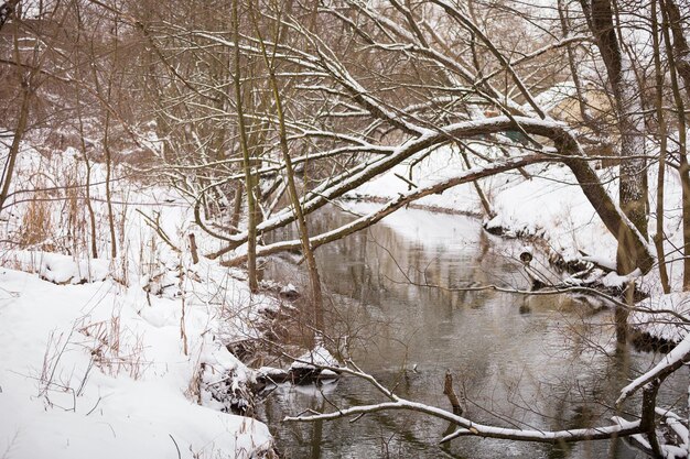 Propagación de árboles con nieve apoyada contra el río en la mañana helada Concepto natural