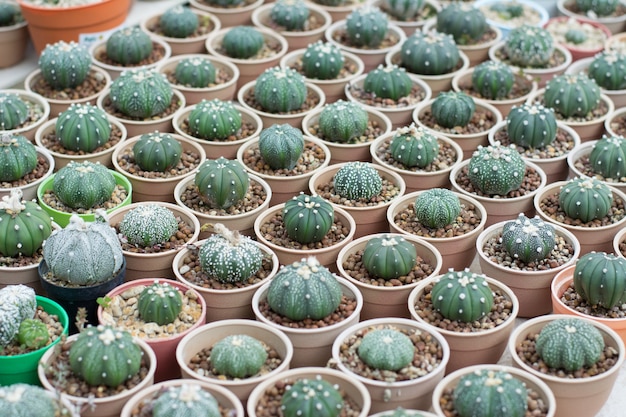 Propagación de cactus en macetas