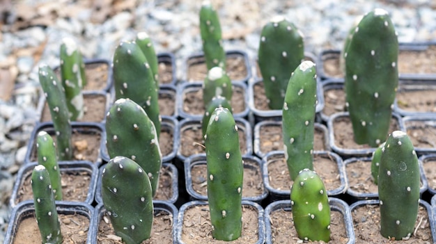 Propagación de cactus Opuntia en vivero de plantas