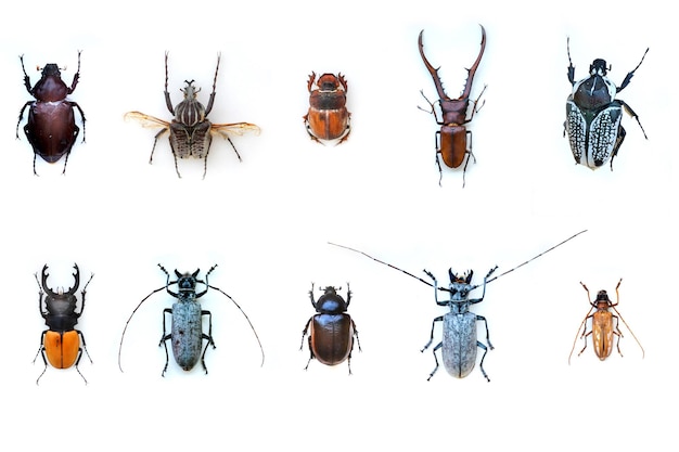 La propagación de Fulgora laternaria es común en América Central y del Sur México
