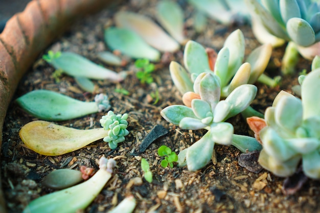 Propagación de hojas suculentas Jardinería en casa plantar hojas de plantas