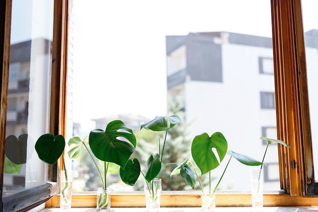 Foto propagación de la planta de queso suizo philodendron monstera en agua