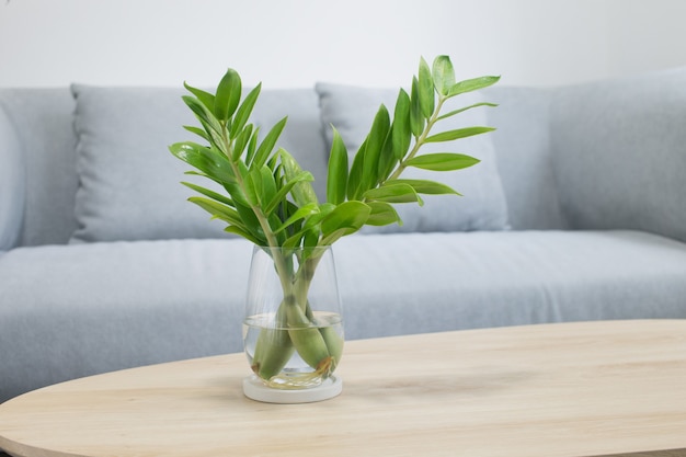 Propagar la planta zz o Zamioculcas Zamifolia con agua de la planta en la sala de estar