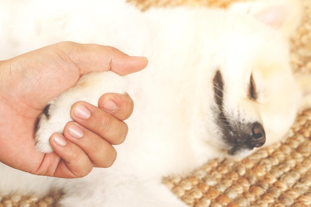 Propietario acariciando a su perro, las manos que sostienen las patas del perro están tomando un apretón de manos para saludar juntos. espacio vacío para texto.