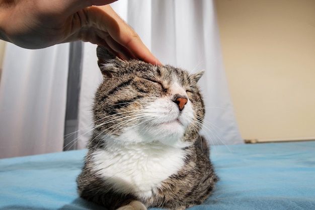 Propietario acariciando viejo lindo gato en casa