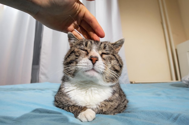 Propietario acariciando viejo lindo gato en casa