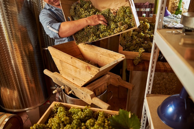 propietario de una bodega poniendo una carga fresca de uvas maduras en una trituradora