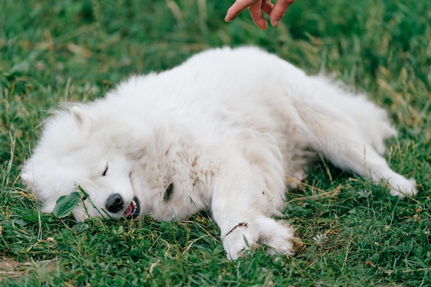 Propietario irreconocible que pide ejecutar comandos de su samoeyd blanco al aire libre en la naturaleza. Perrito criado en línea pura encantador que miente en hierba. Mano del hombre que sacude la pata del perro. Hermosa mascota sonriente con hocico gracioso