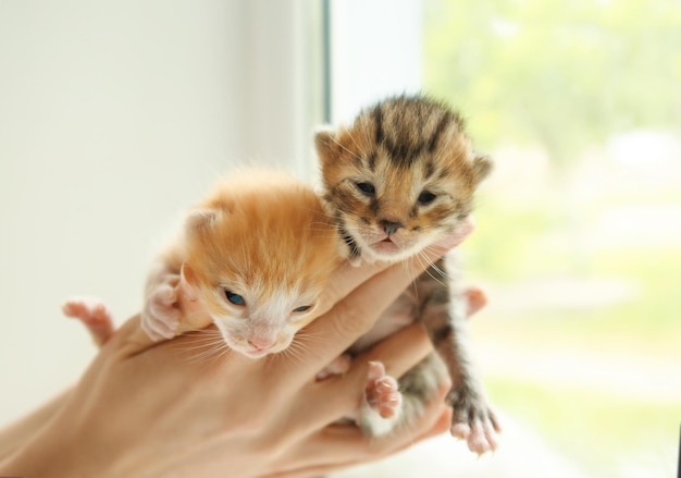 Propietario con lindos gatitos en casa