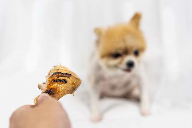 El propietario le mostró el hueso de pollo frito al perro de Pomerania que estaba sentado en el piso blanco. Alimentos que los perros no deben comer, deprimir, anorexia y conceptos de perros enfermos.