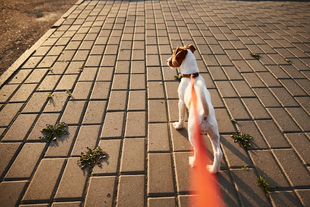 Propietario paseando a su perro jack russell terrier fuera