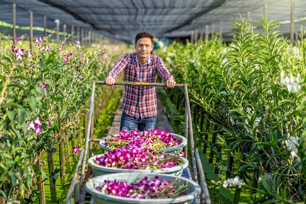 Propietario de pequeña empresa asiática de granja de orquídeas