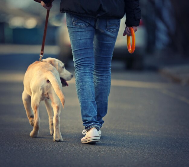 Foto propietario y perro labrador caminando en la ciudad sobre un fondo desenfocado