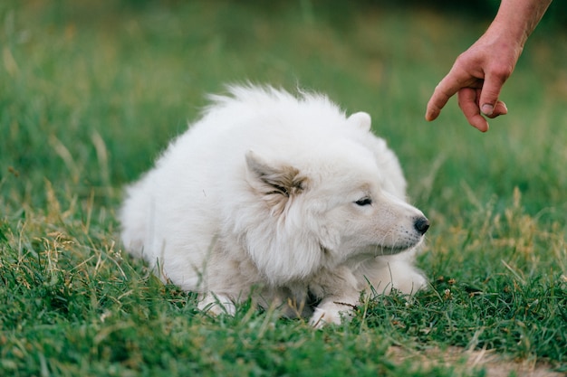 Propietario pidiendo ejecutar comandos a su perro blanco al aire libre en el parque