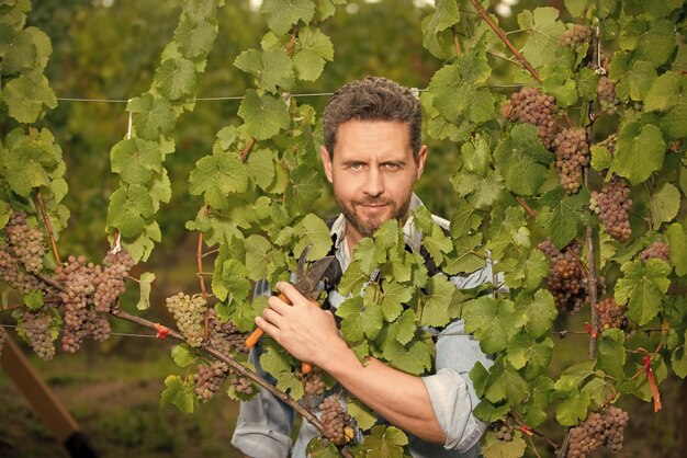 Propietario de viñedo masculino viticultor profesional en granja de uva hombre alegre cosechadora