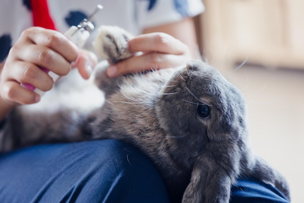 Proprietário aparando as unhas de seu coelho fofo de estimação. Coelho doméstico deitado no colo do dono para cortar a unha com uma tesoura especial para cuidar dos animais de estimação. Cuide do conceito de animais de estimação e animais.