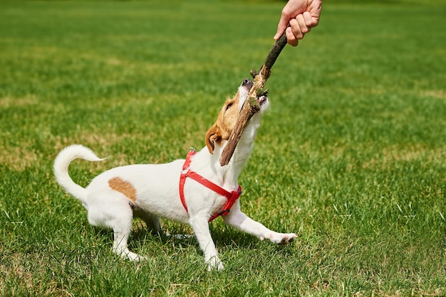 Proprietário brincando com cachorro em campo verde mulher treinando seu cachorro morde vara enquanto caminha ao ar livre