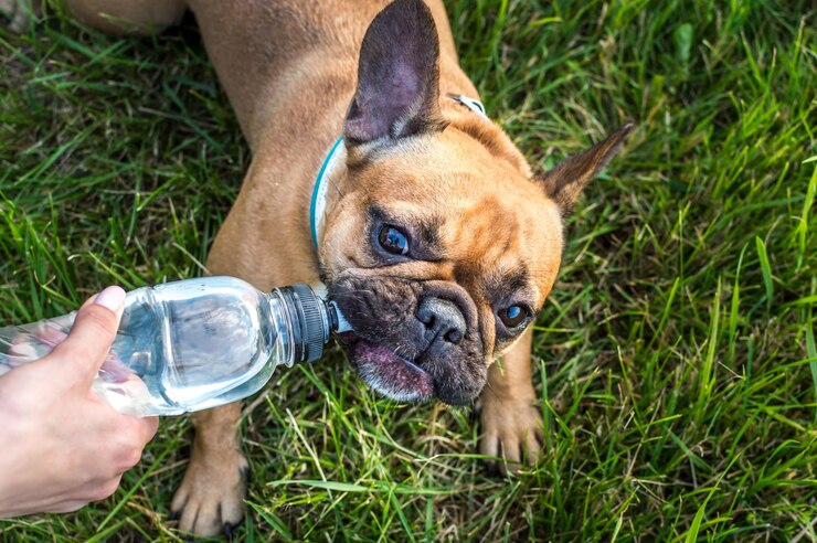 Proprietário dá água de uma garrafa para seu cachorro no parque no verão