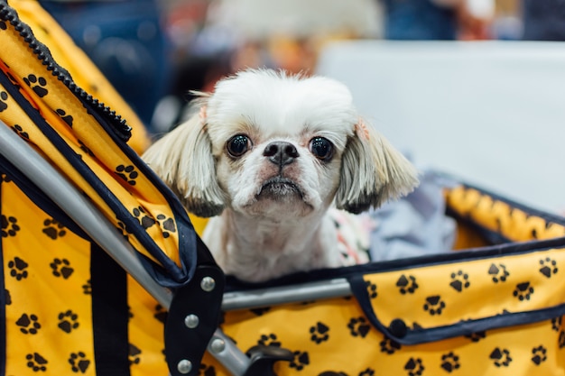 Proprietário de cachorro asiático e o cão na exposição de animais de estimação