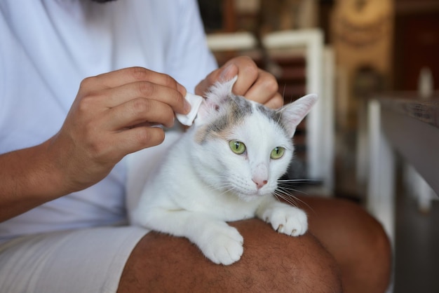 Proprietário de gatos acinzentados bonitos limpando suas orelhas com uma almofada de algodão